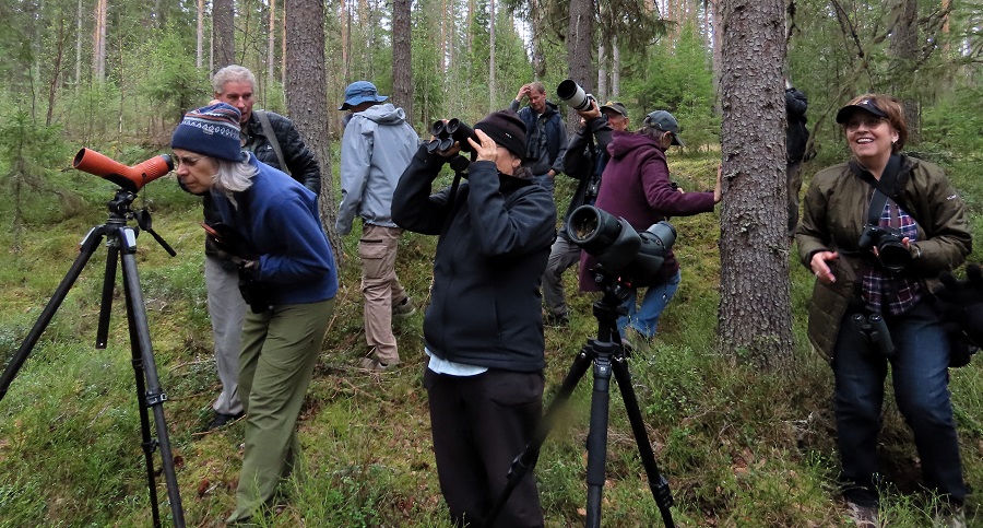 Watching the Pygmy Owl. Photo © Gina Nichol.