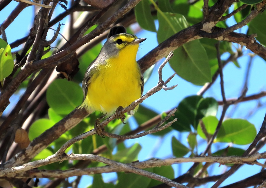 Barbuda Warbler. Photo © Gina Nichol.