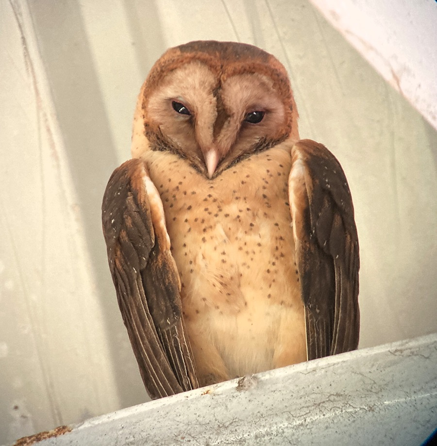 Lesser Antillean Barn Owl © Gina Nichol