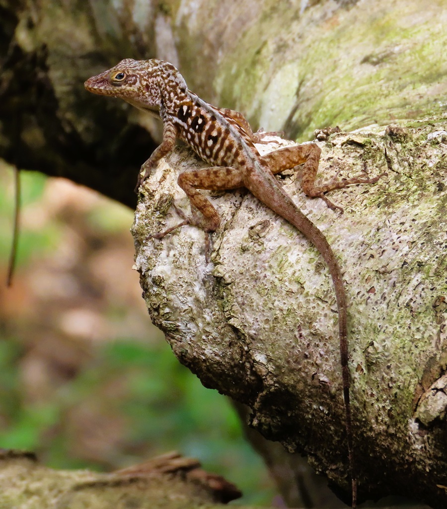 Dominica Anole © Gina Nichol