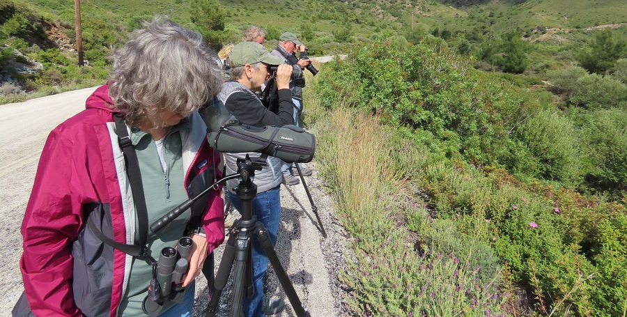 Watching Ruppell's Warbler © Gina Nichol