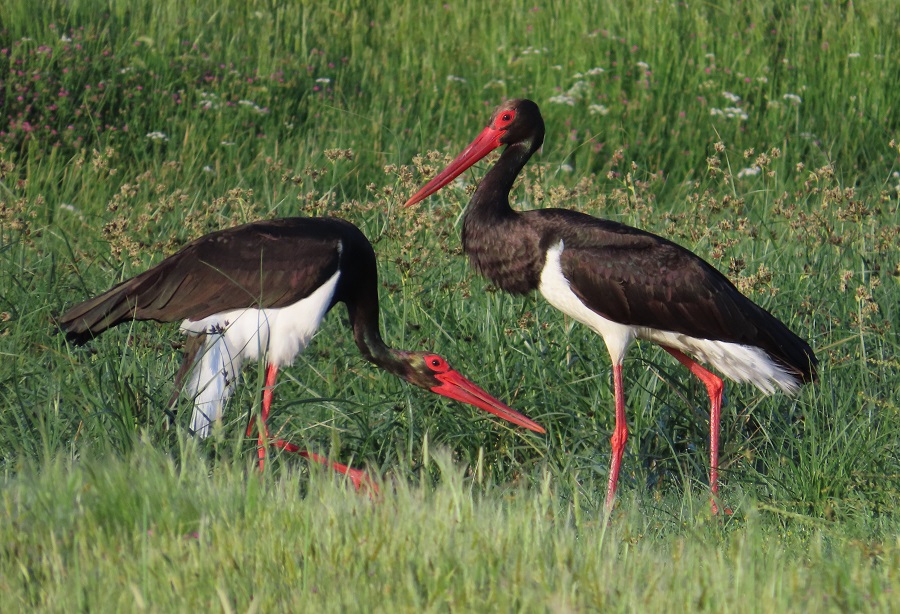 Black Storks. Photo © Gina Nichol.