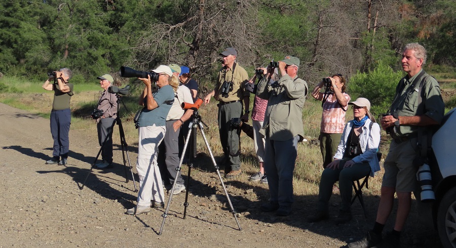 Birding the Pine Forest © Gina Nichol