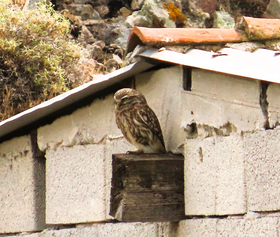 Little Owl © Gina Nichol