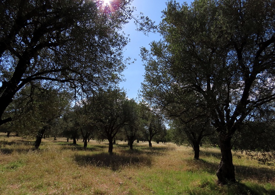 Olive Grove © Gina Nichol