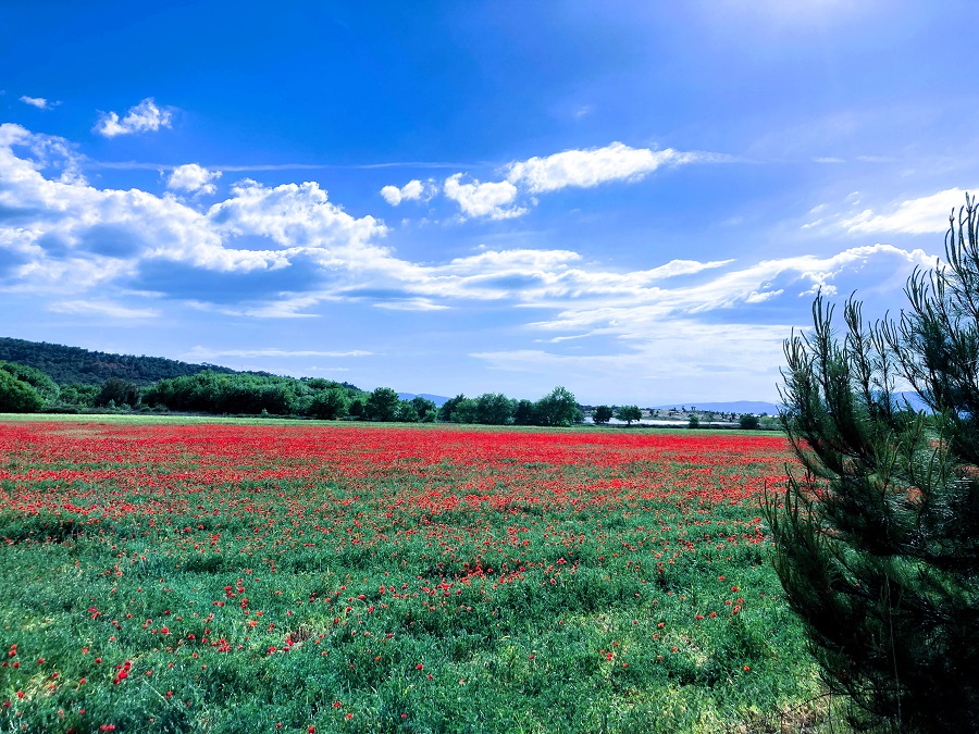 Poppies © Gina Nichol