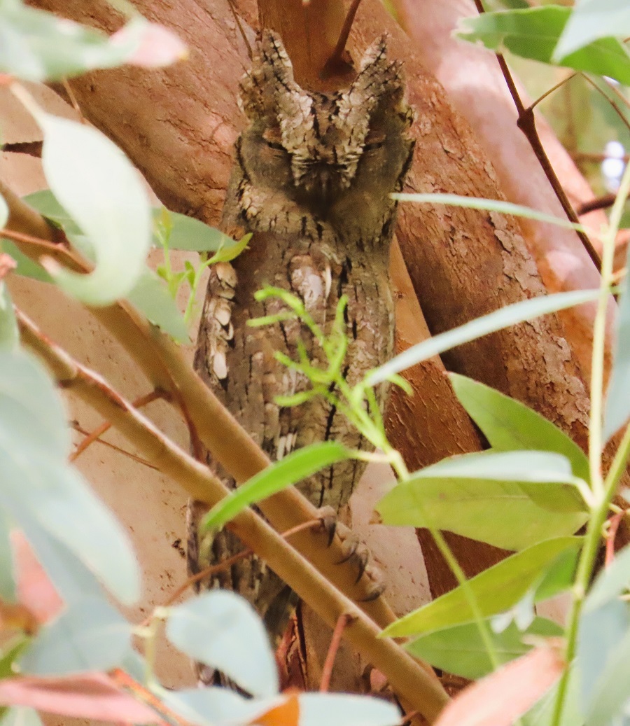 Eurasian Scops Owl © Gina Nichol