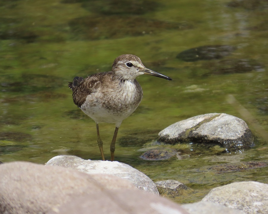 Wood Sandpiper © Gina Nichol