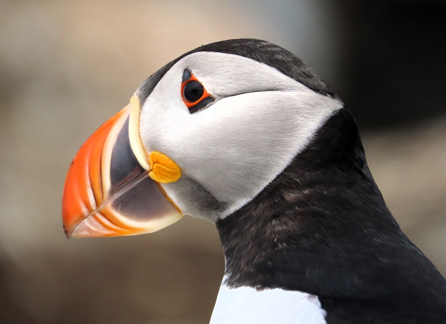 Atlantic Puffin. Photo © Gina Nichol. 