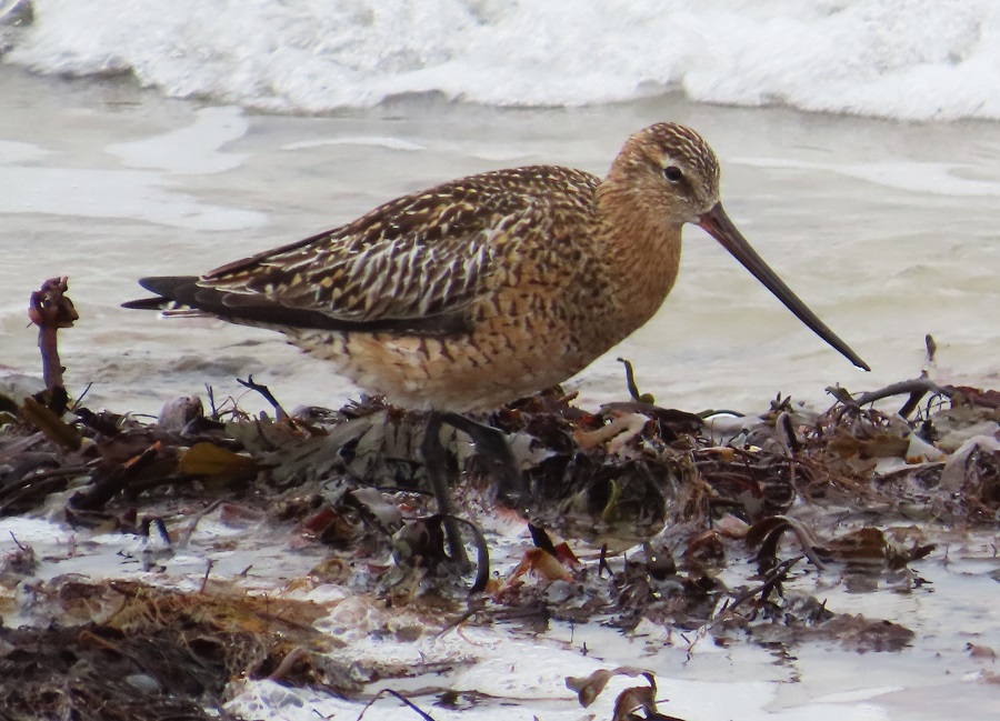 Bar-tailed Godwit . Photo © Gina Nichol. 