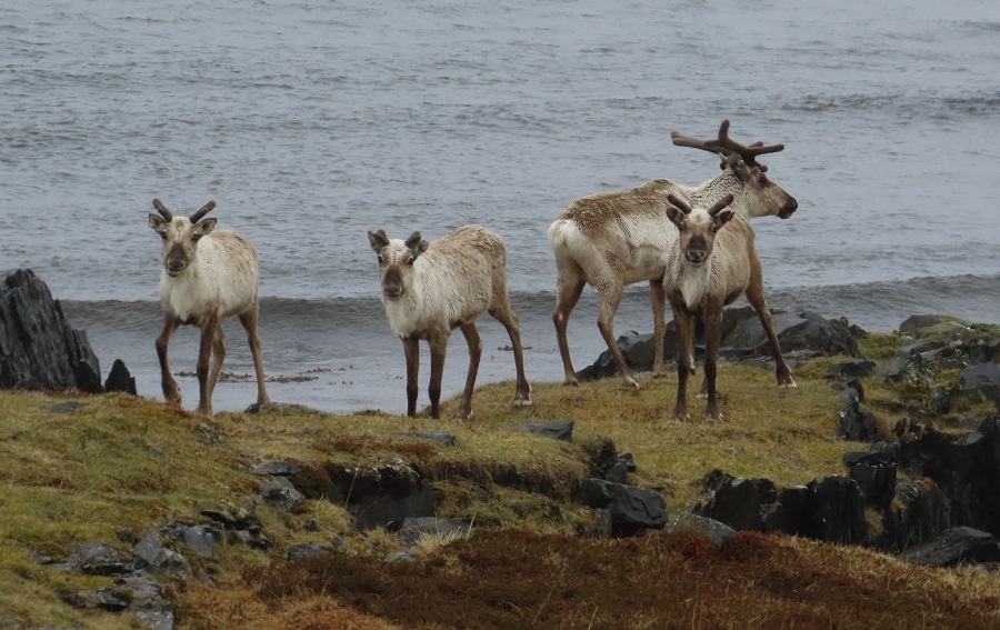 Reindeer by the ocean. Photo © Gina Nichol.