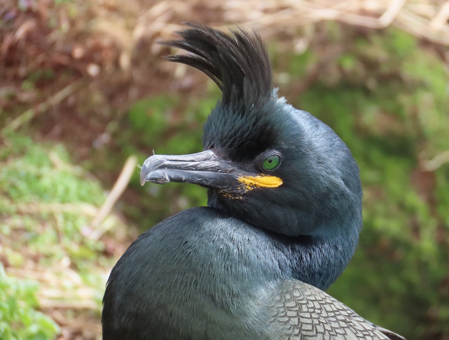 European Shag. Photo © Gina Nichol.