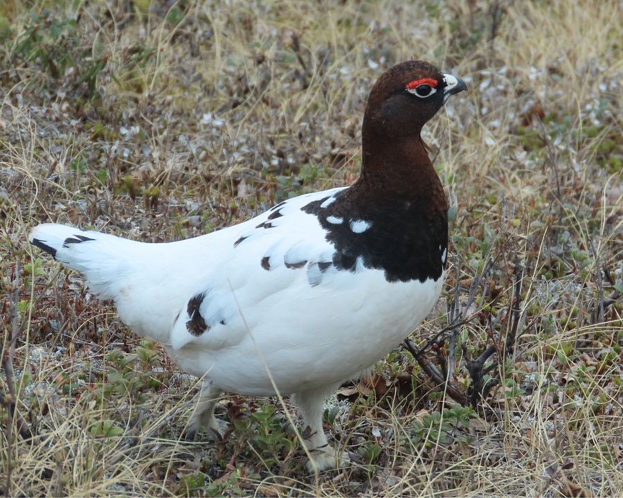 Willow Grouse. Photo © Gina Nichol.