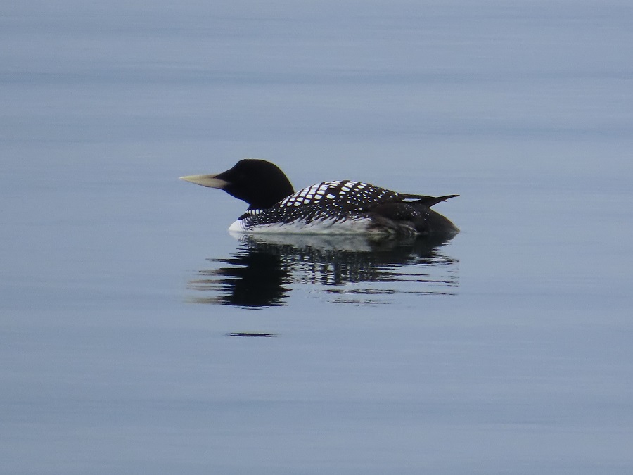 Yellow-billed Loon. Photo © Gina Nichol.