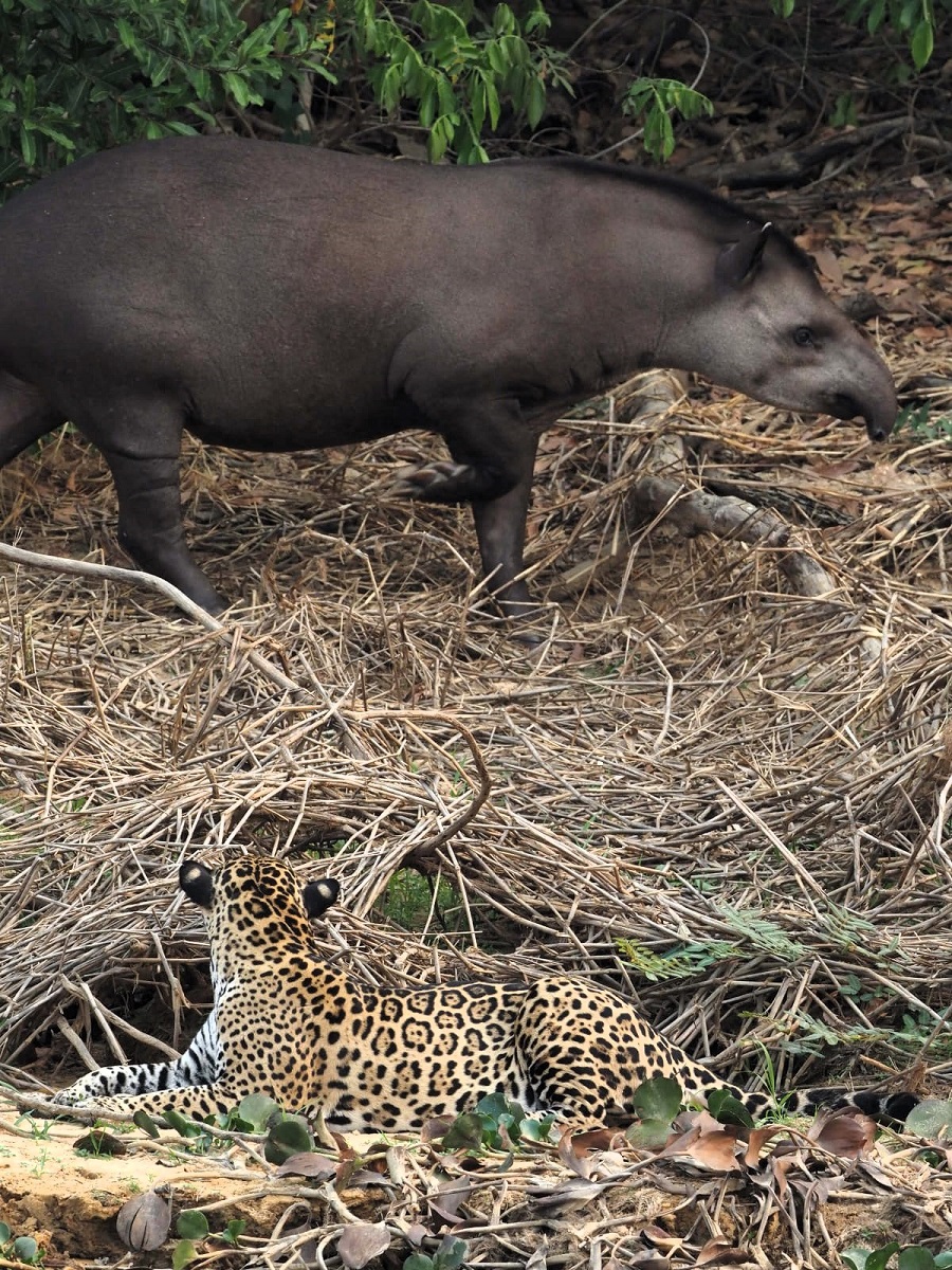 Jaguar and Brazilian Tapir by Eduardo Patrial 