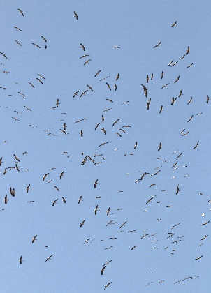 White Storks in migration by Frank Gallo