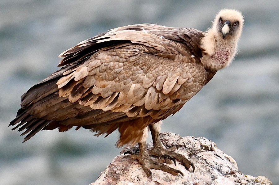 Eurasian Griffon Vulture by Lori Herfurth