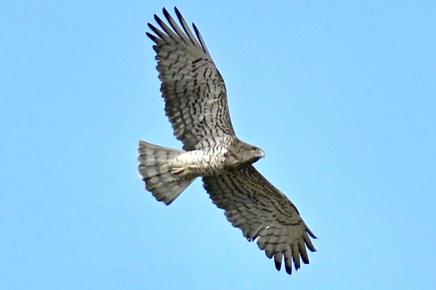 Short-toed Eagle by Lori Herfurth