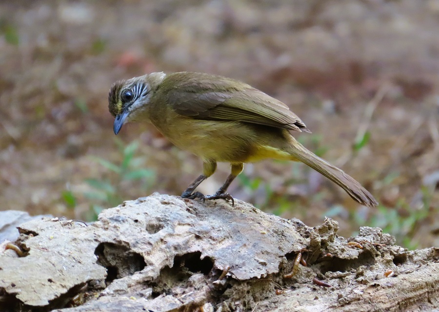 Stripe-eared Bulbul. Photo © Gina Nichol.