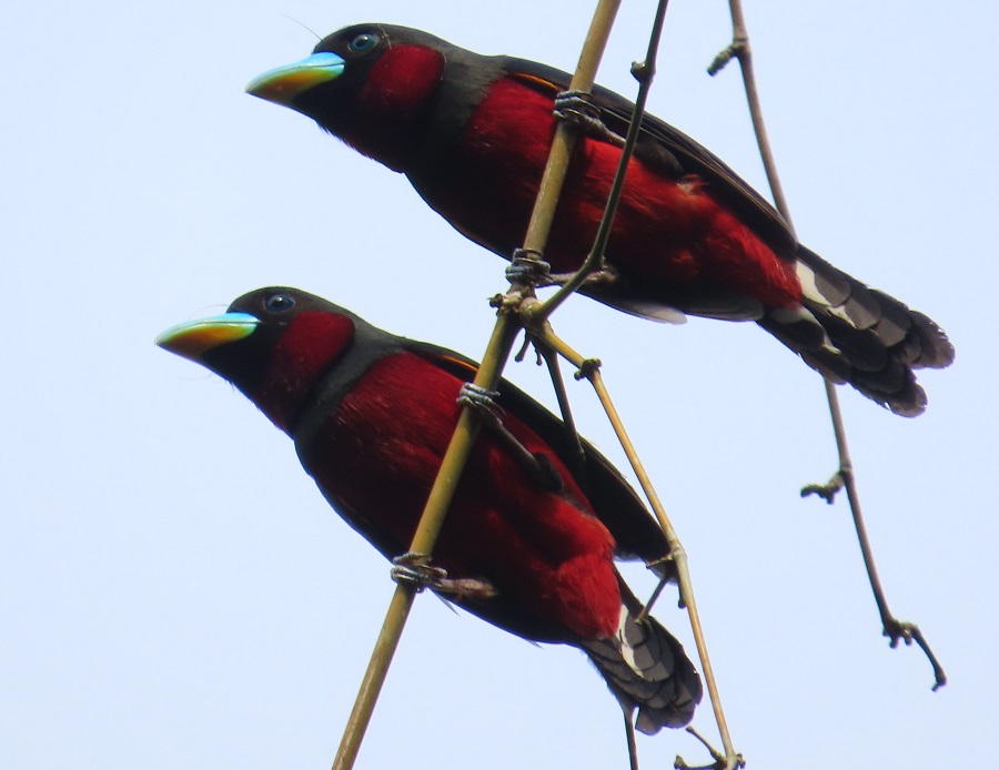 Red-and-black Broadbills © Gina Nichol