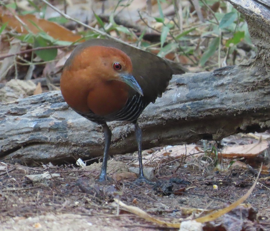 Slaty-legged Crake © Gina Nichol