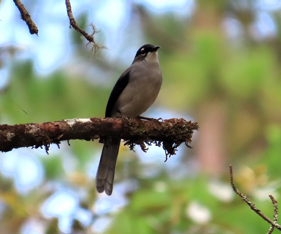 Spectacled Sibia © Gina Nichol