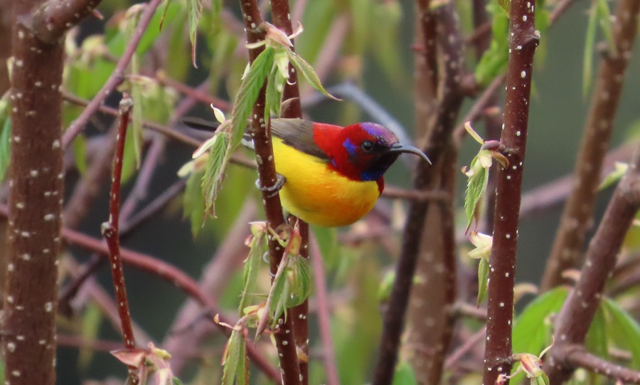 Mrs. Gould's Sunbird, Bhutan. Photo © Gina Nichol 