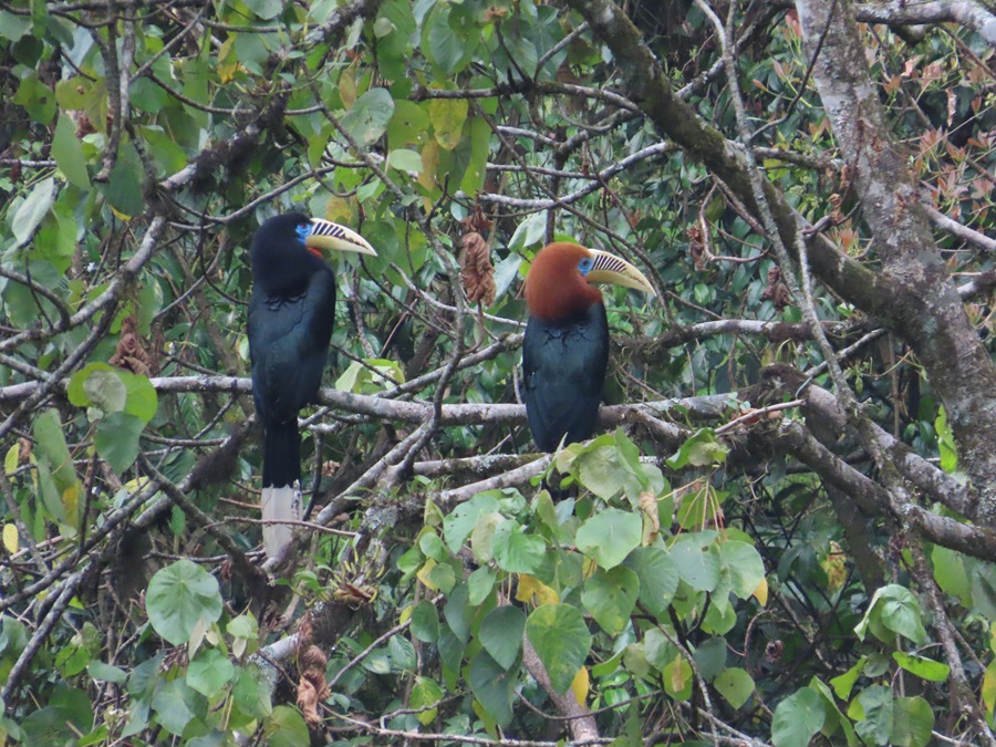 Rufous-necked Hornbills, Bhutan © Gina Nichol 