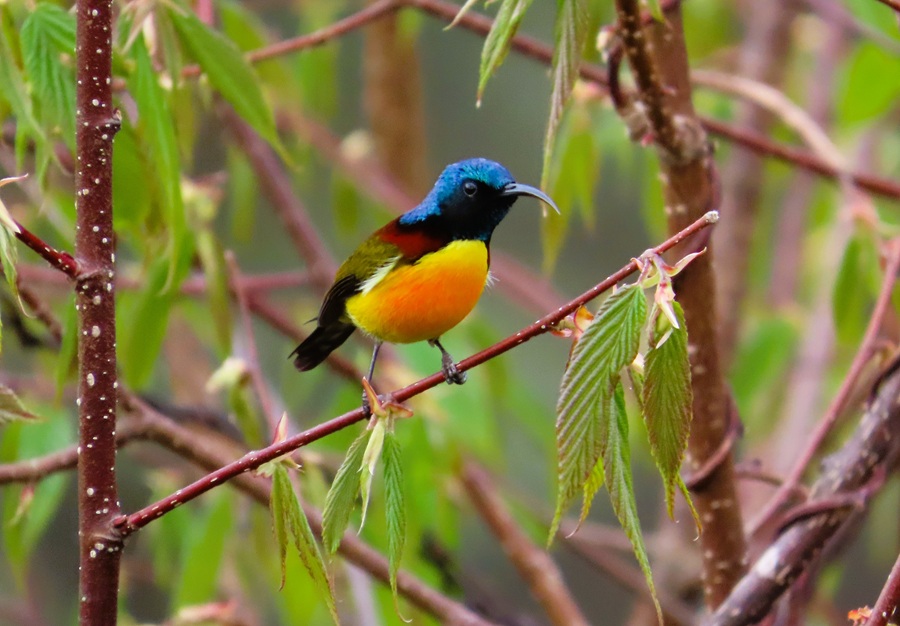 Black-throated Sunbird, Bhutan. Photo © Gina Nichol 