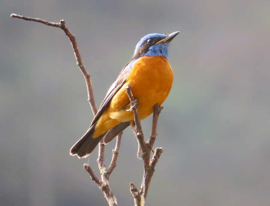 Blue-capped Rock Thrush, Bhutan. Photo © Gina Nichol 