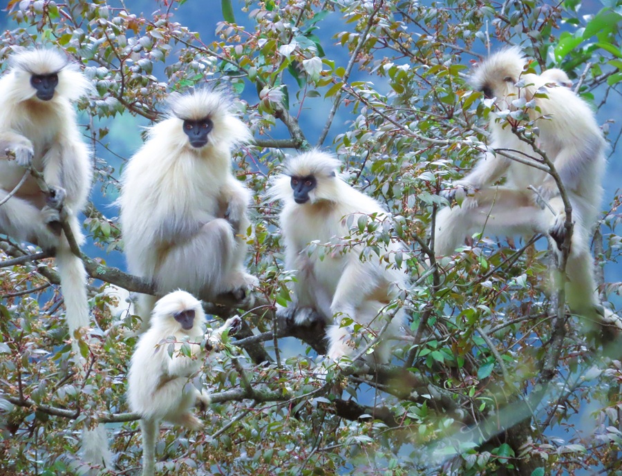 Golden Langurs, Bhutan. Photo © Gina Nichol 