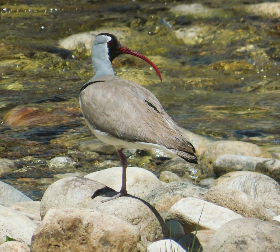 Ibisbill, Bhutan © Gina Nichol 