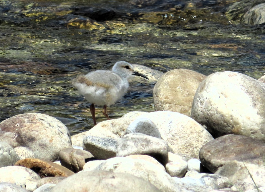 Ibisbill chick, Bhutan © Gina Nichol 