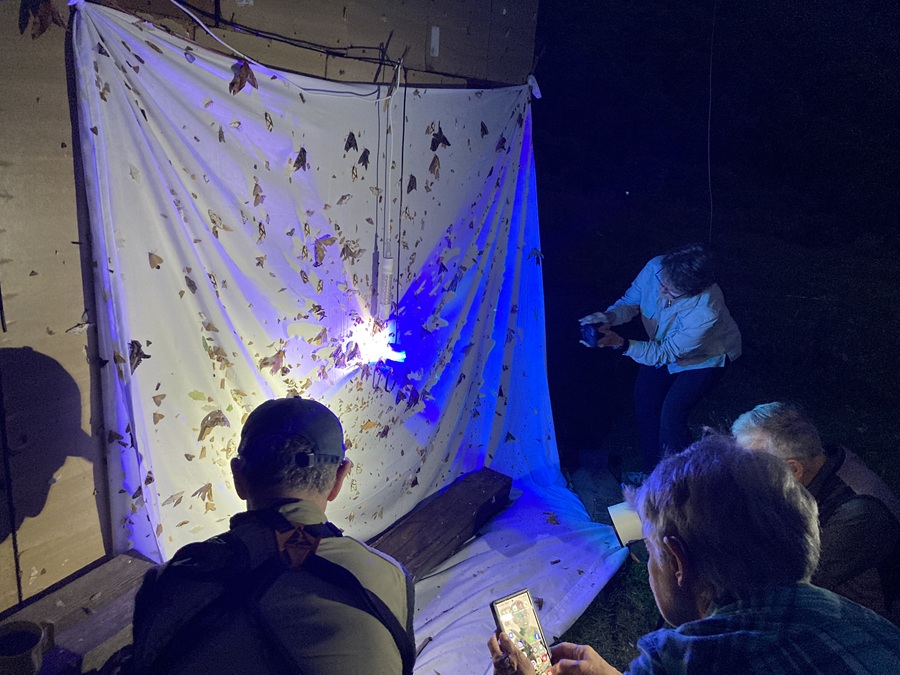 Checking the moth light at Yongkola, Bhutan © Gina Nichol 