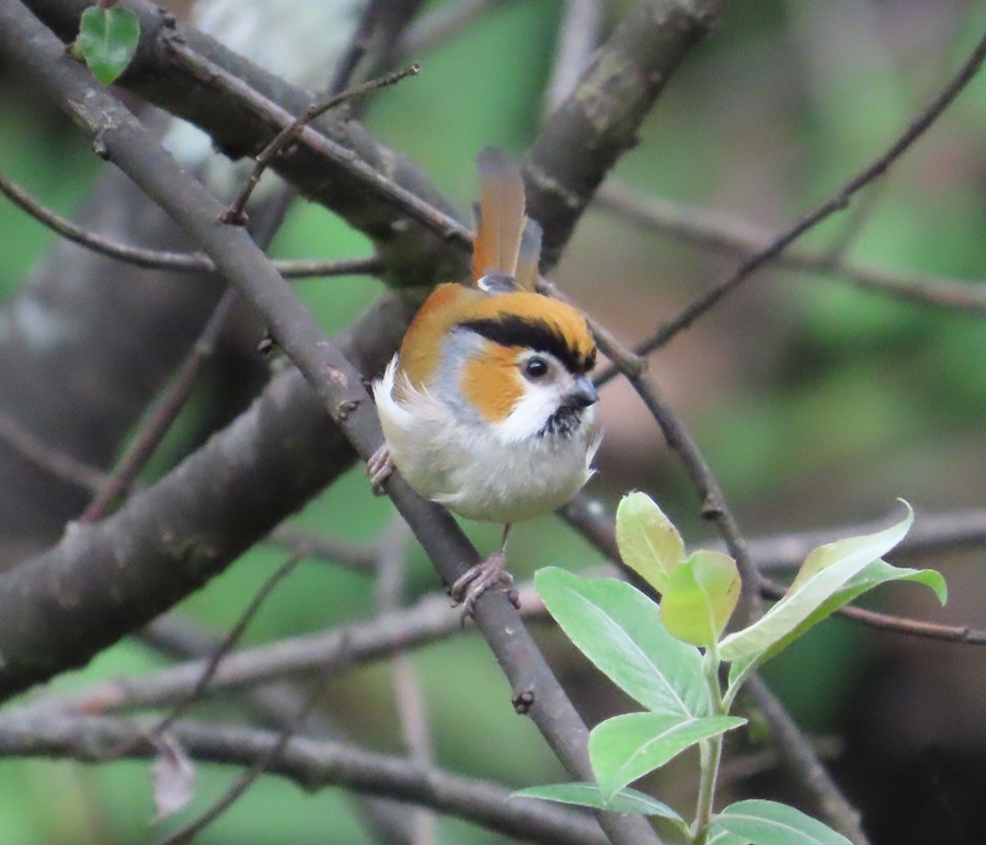 Black-throated Parrotbill, Bhutan © Gina Nichol 
