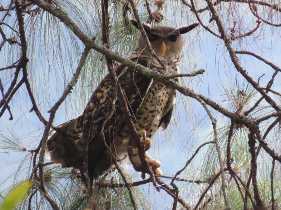 Spot-bellied Eagle Owl, Bhutan © Gina Nichol 