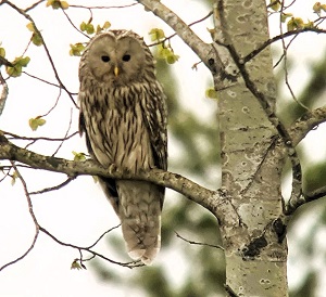 Ural Owl, Finland & Norway tour 2025. Photo by Julian Hough.