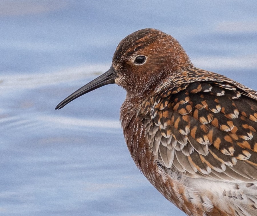 Curlew Sandpiper. Photo © Stylianos Zannetos 