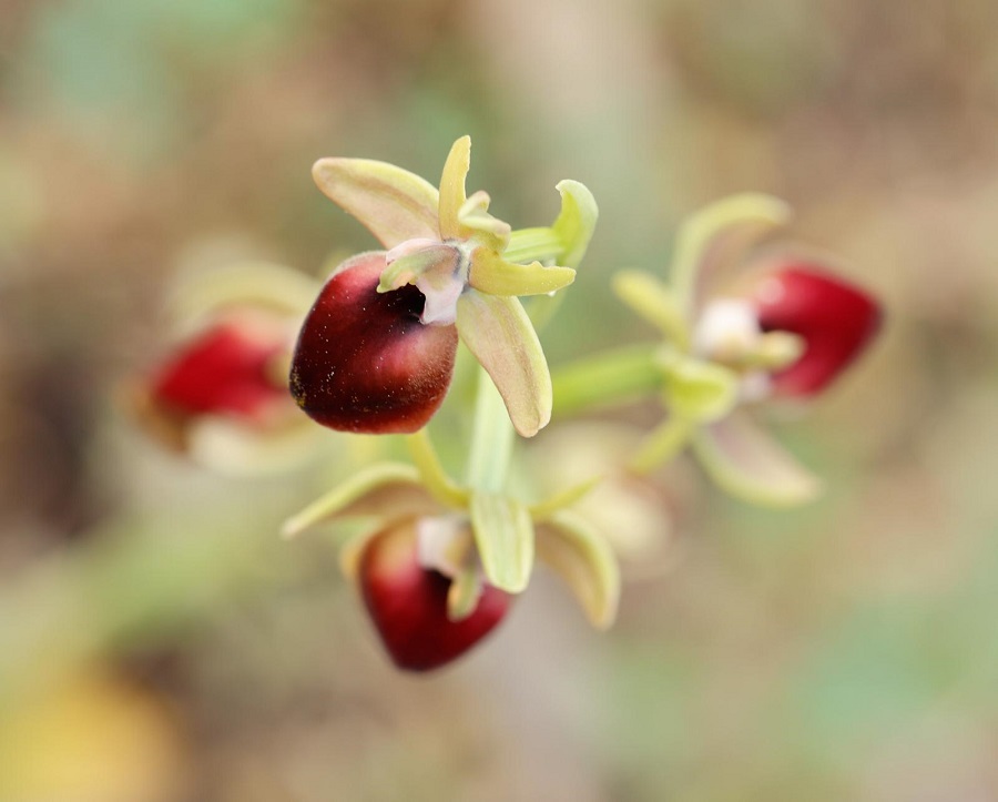 Helen's Orchid. Photo © Paul Manning 