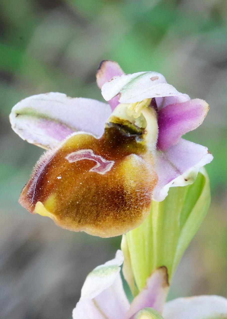 Lesbos Orchid. Photo © Paul Manning 