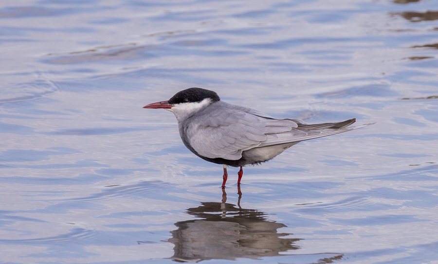 Whiskered Tern. Photo © Stylianos Zannetos 