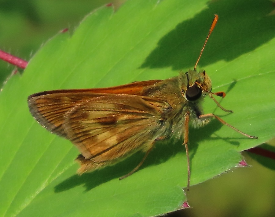 Long Dash Skipper. Photo © Gina Nichol 