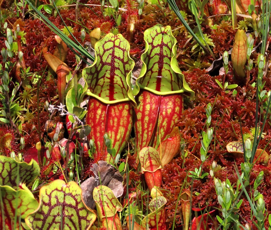 Pitcher Plants. Photo © Gina Nichol