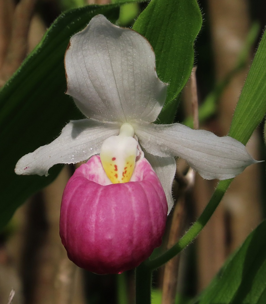 Showy Lady's Slipper © Gina Nichol 