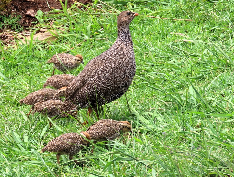 Cape Francolin with chicks. Photo © Gina Nichol