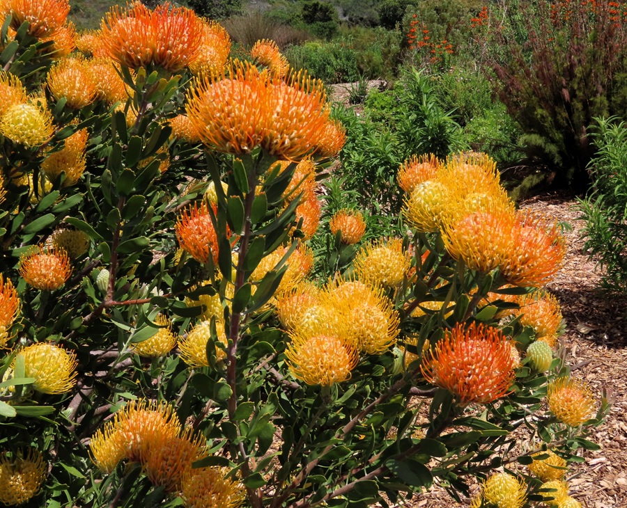 Pincushion Protea © Gina Nichol
