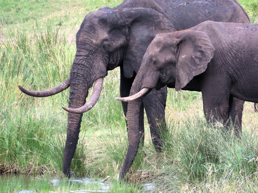 Elephants © Gina Nichol