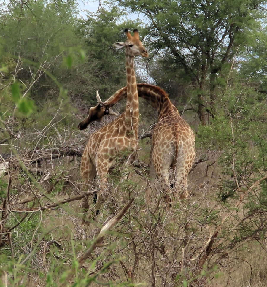 Giraffes necking © Gina Nichol