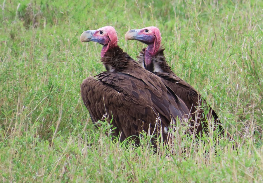 Lappet-faced Vultures © Gina Nichol