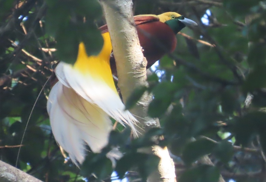 Lesser Bird-of-paradise. Photo © Gina Nichol
